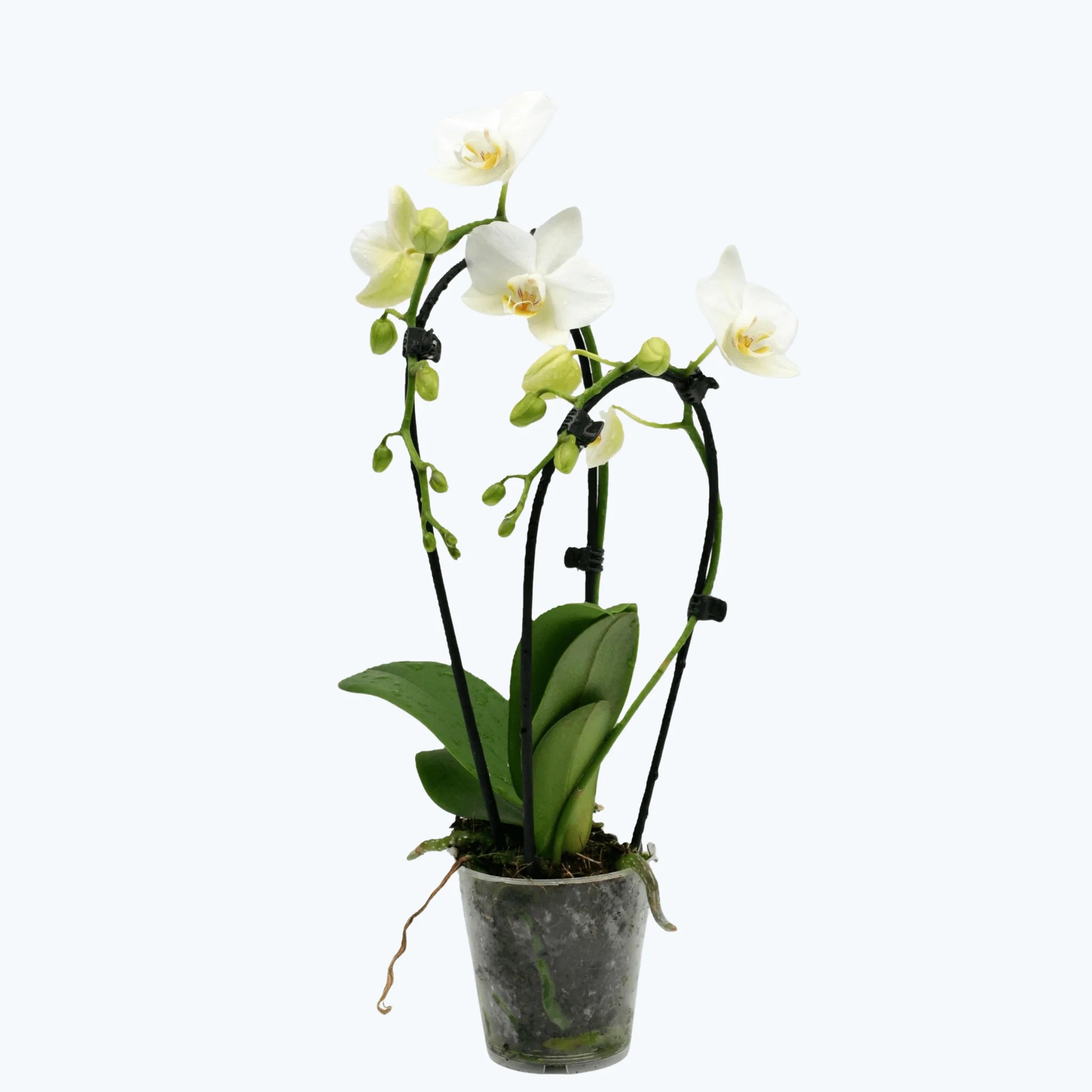 Table Dance Wasserfall Weiß mit weißen Blüten und 2 Rispen Table Dance Wasserfall Weiß mit weißen Blüten und 2 Rispen