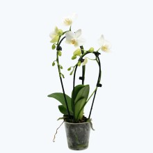 Table Dance Wasserfall Weiß mit weißen Blüten und 2 Rispen Table Dance Wasserfall Weiß mit weißen Blüten und 2 Rispen