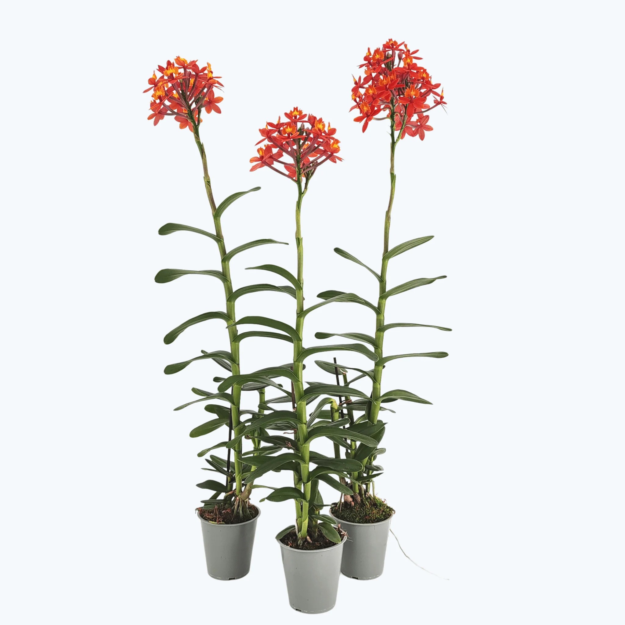 Epidendrum Nordic Fire Dauerblüher XL mit orangen-roten Blüten im 3er Set Epidendrum Nordic Fire Dauerblüher XL mit orangen-roten Blüten im 3er Set
