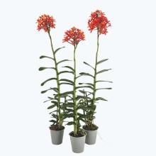 Epidendrum Nordic Fire Dauerblüher XL mit orangen-roten Blüten im 3er Set Epidendrum Nordic Fire Dauerblüher XL mit orangen-roten Blüten im 3er Set