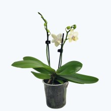 Duftorchidee Table Dance Leonora mit hellgelben Blüten und 2+ Rispen Duftorchidee Table Dance Leonora mit hellgelben Blüten und 2+ Rispen