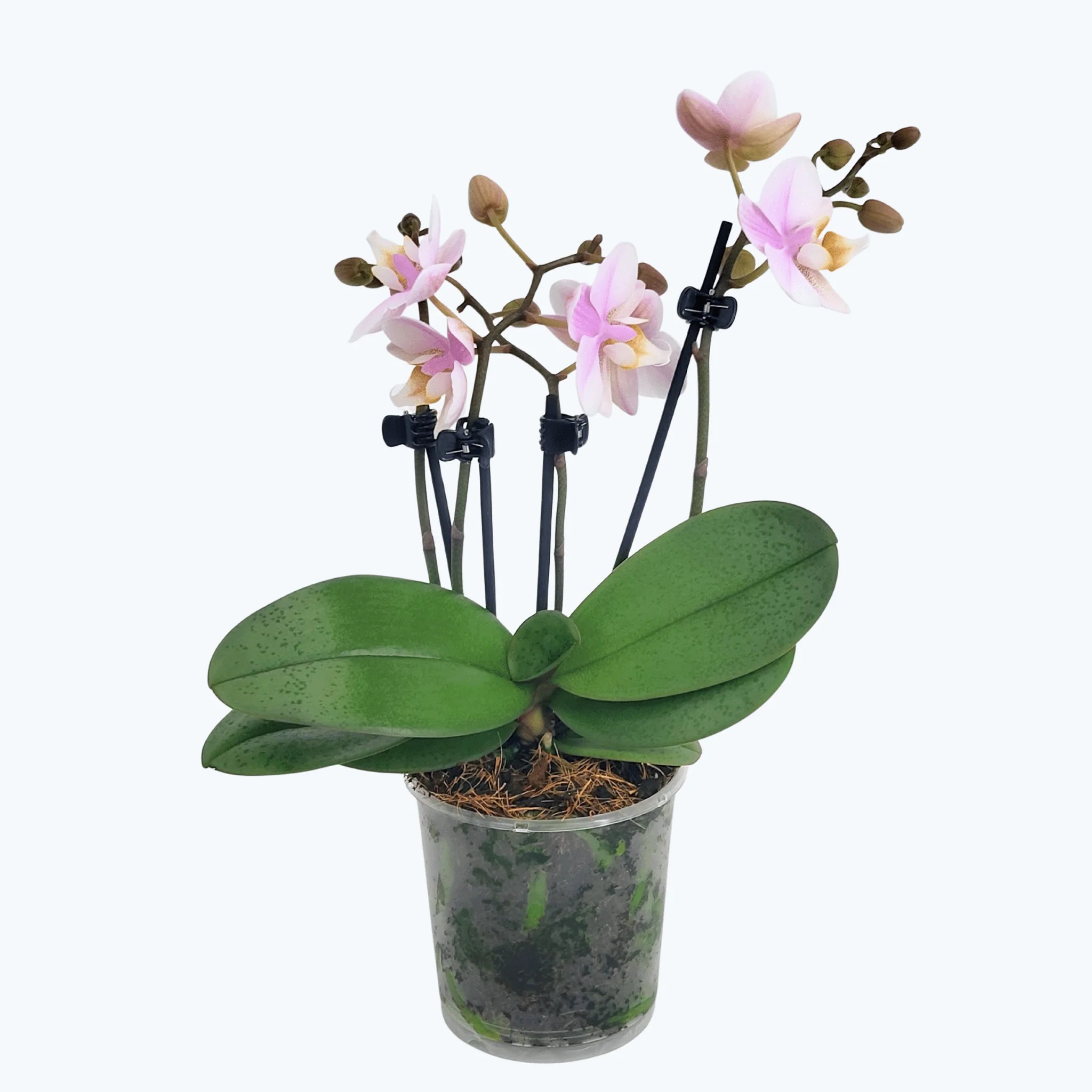 Table Dance Little Stuart mit hellrosa Blüten und 3+ Rispen Table Dance Little Stuart mit hellrosa Blüten und 3+ Rispen