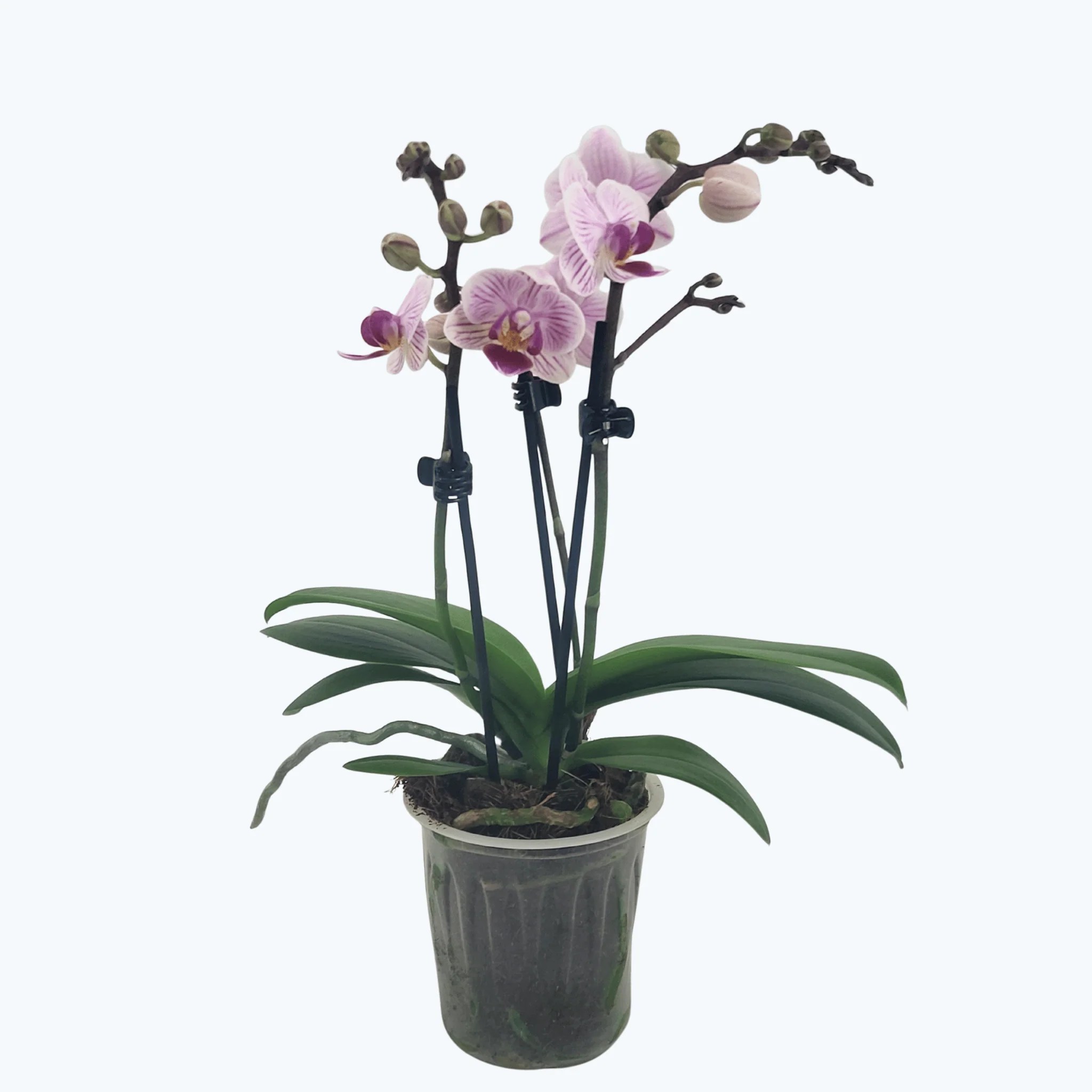 Table Dance Zoe mit zart rosa-weißen Blüten und 3 Rispen Table Dance Zoe mit zart rosa-weißen Blüten und 3 Rispen