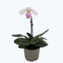 Frauenschuh Paphiopedilum delenatii Duftorchidee mit rosa-weißer Blüte und 1 Rispe Frauenschuh Paphiopedilum delenatii Duftorchidee mit rosa-weißer Blüte und 1 Rispe