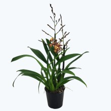 Colmanara Andrea mit 2 Rispen Colmanara Andrea mit 2 Rispen