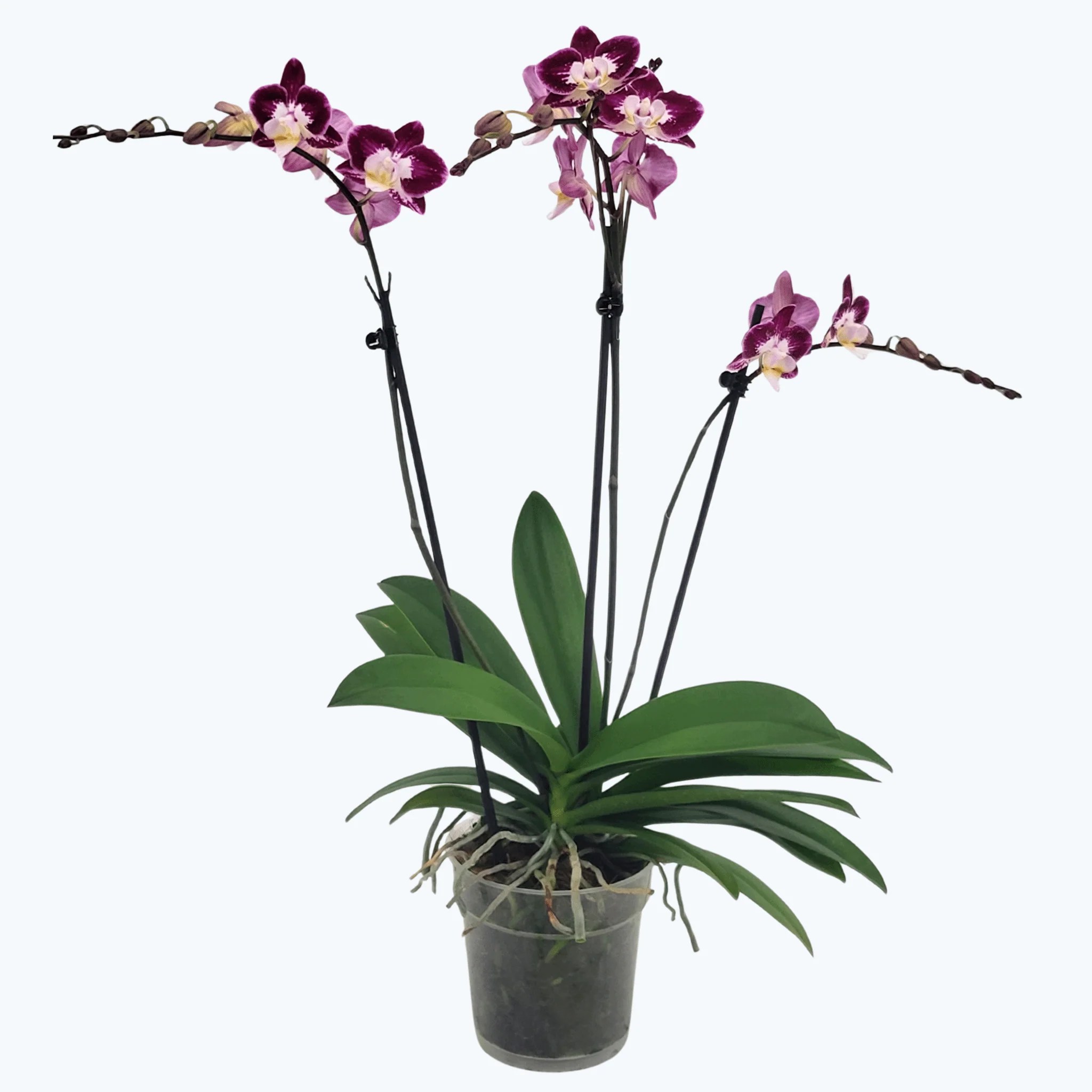 Große Two of Us Nicole Unique mit lila-weißen Blüten und 3 Rispen Große Two of Us Nicole Unique mit lila-weißen Blüten und 3 Rispen