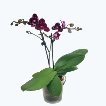 Table Dance Testsorte mit schwarz-roten Blüten und 2 Rispen Table Dance Testsorte mit schwarz-roten Blüten und 2 Rispen