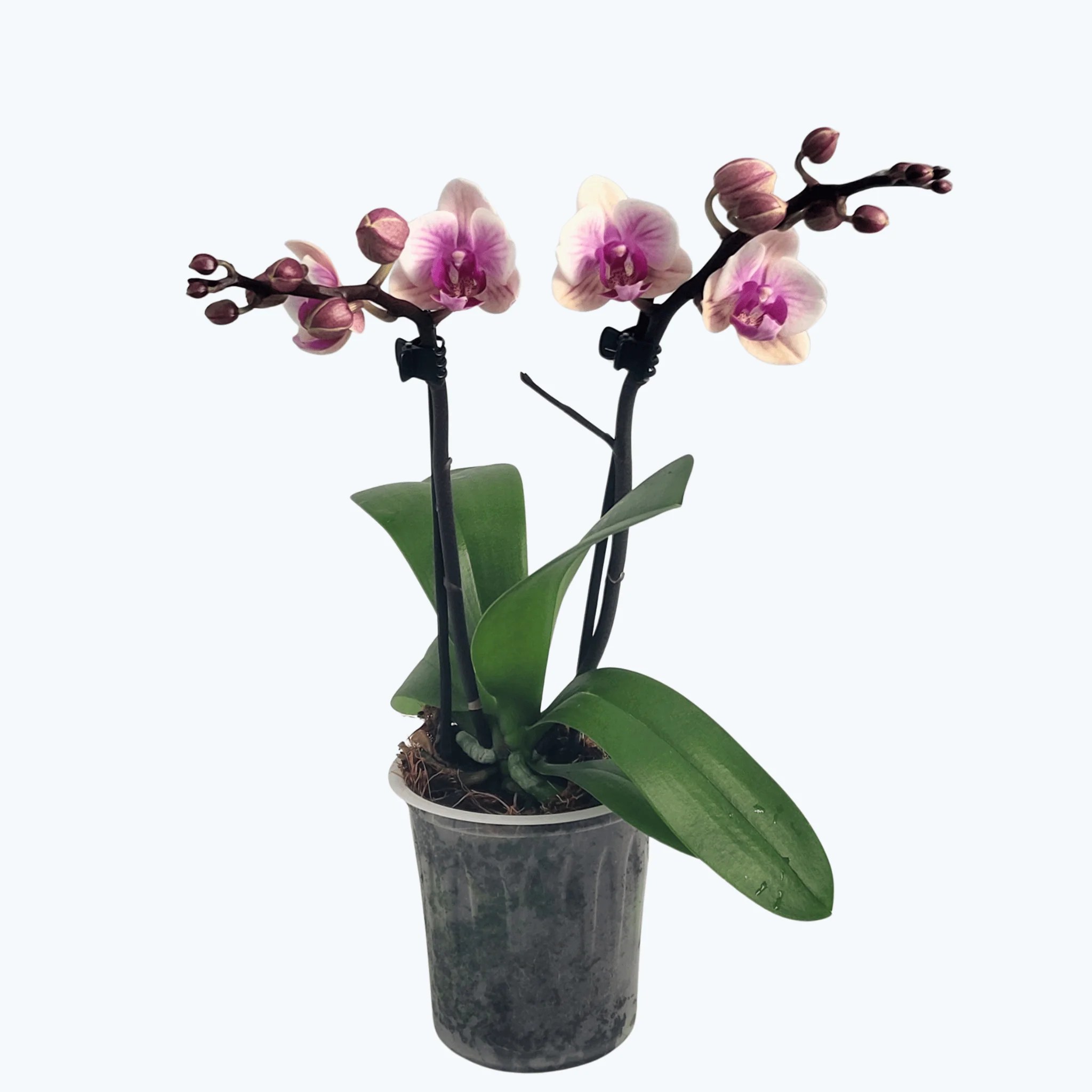 Table Dance Helena mit weiß-rosa Blüten und 2 Rispen Table Dance Helena mit weiß-rosa Blüten und 2 Rispen