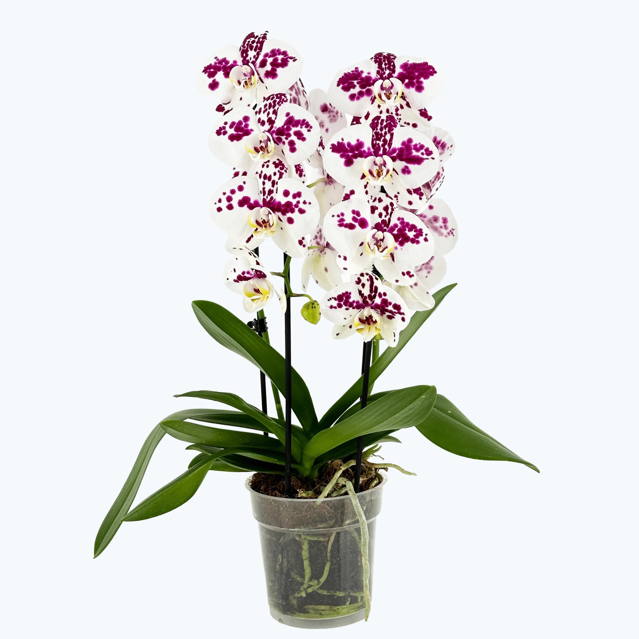 Wasserfall Two of Us Marrakesh mit gefleckten Blüten und 2 Rispen Wasserfall Two of Us Marrakesh mit gefleckten Blüten und 2 Rispen