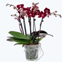 Große Two of Us Cartagena mit dunklen bordeauxroten Blüten und 3 Rispen Große Two of Us Cartagena mit dunklen bordeauxroten Blüten und 3 Rispen