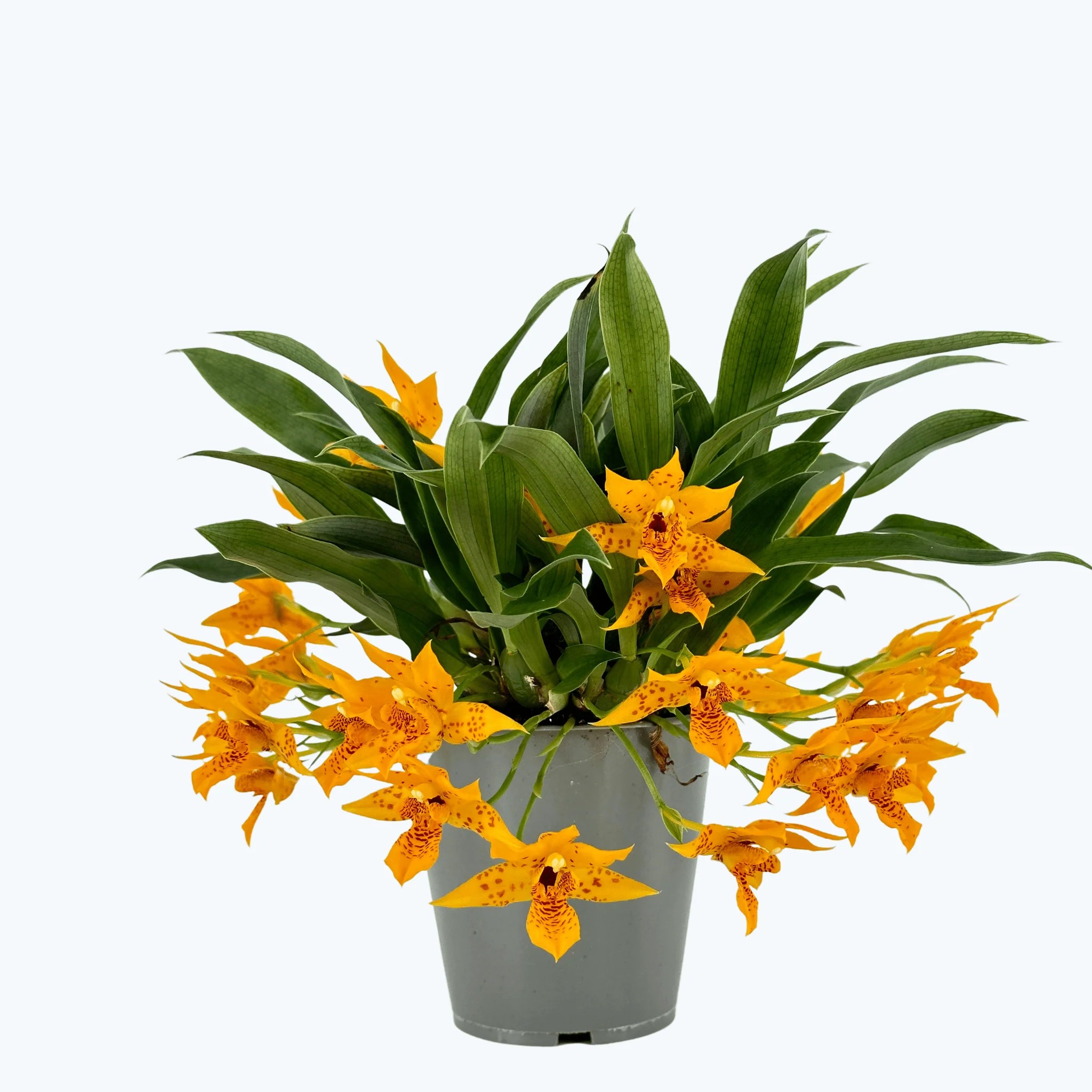 Promenaea Sunlight mit orangefarbenen Blüten Promenaea Sunlight mit orangefarbenen Blüten