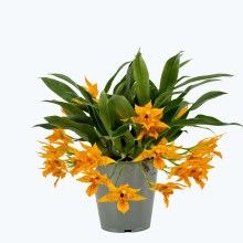 Promenaea Sunlight mit orangefarbenen Blüten Promenaea Sunlight mit orangefarbenen Blüten