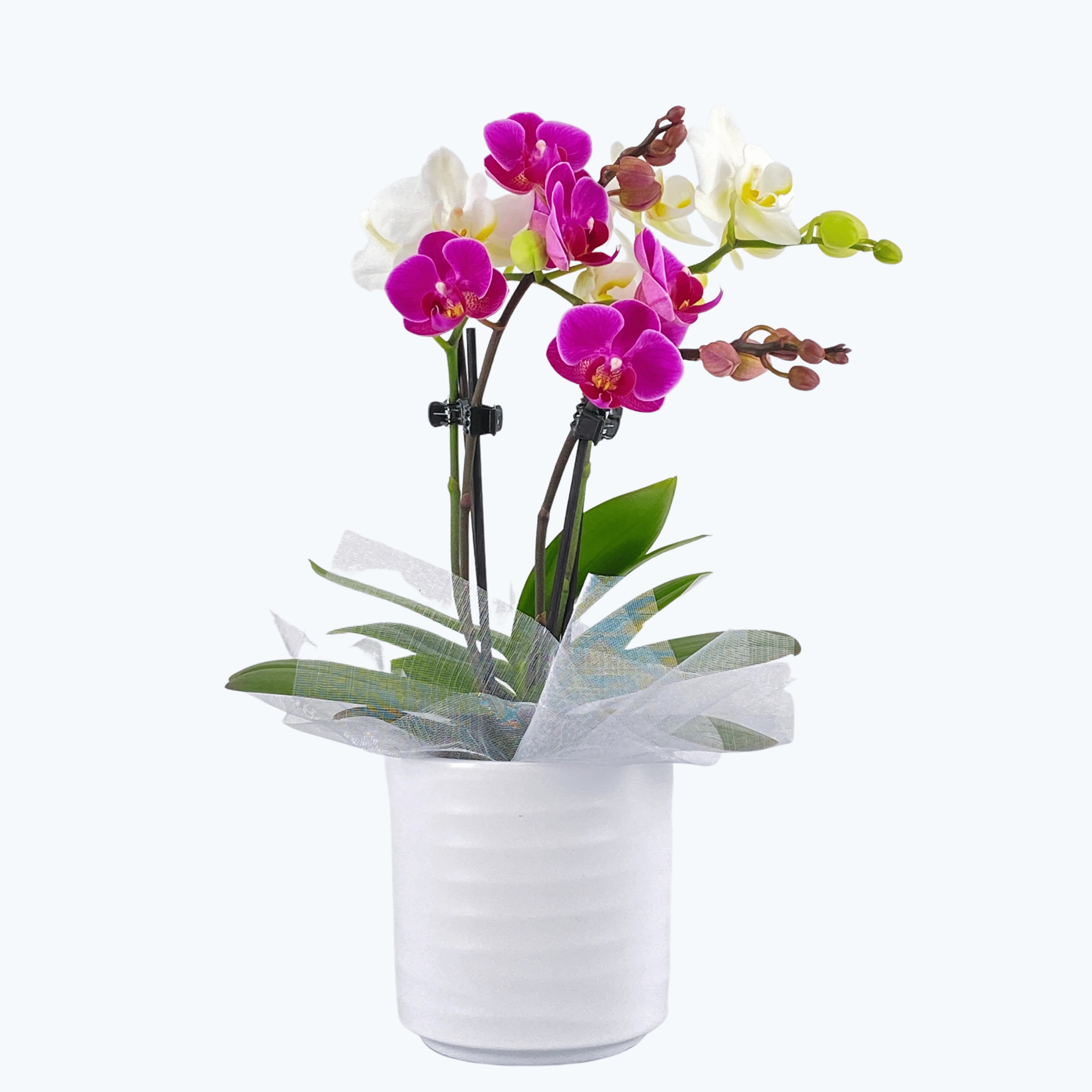 Cocktail Orchidee mit violett-weißen Blüten und 4 Rispen, Keramik und Dekovlies Cocktail Orchidee mit violett-weißen Blüten und 4 Rispen, Keramik und Dekovlies