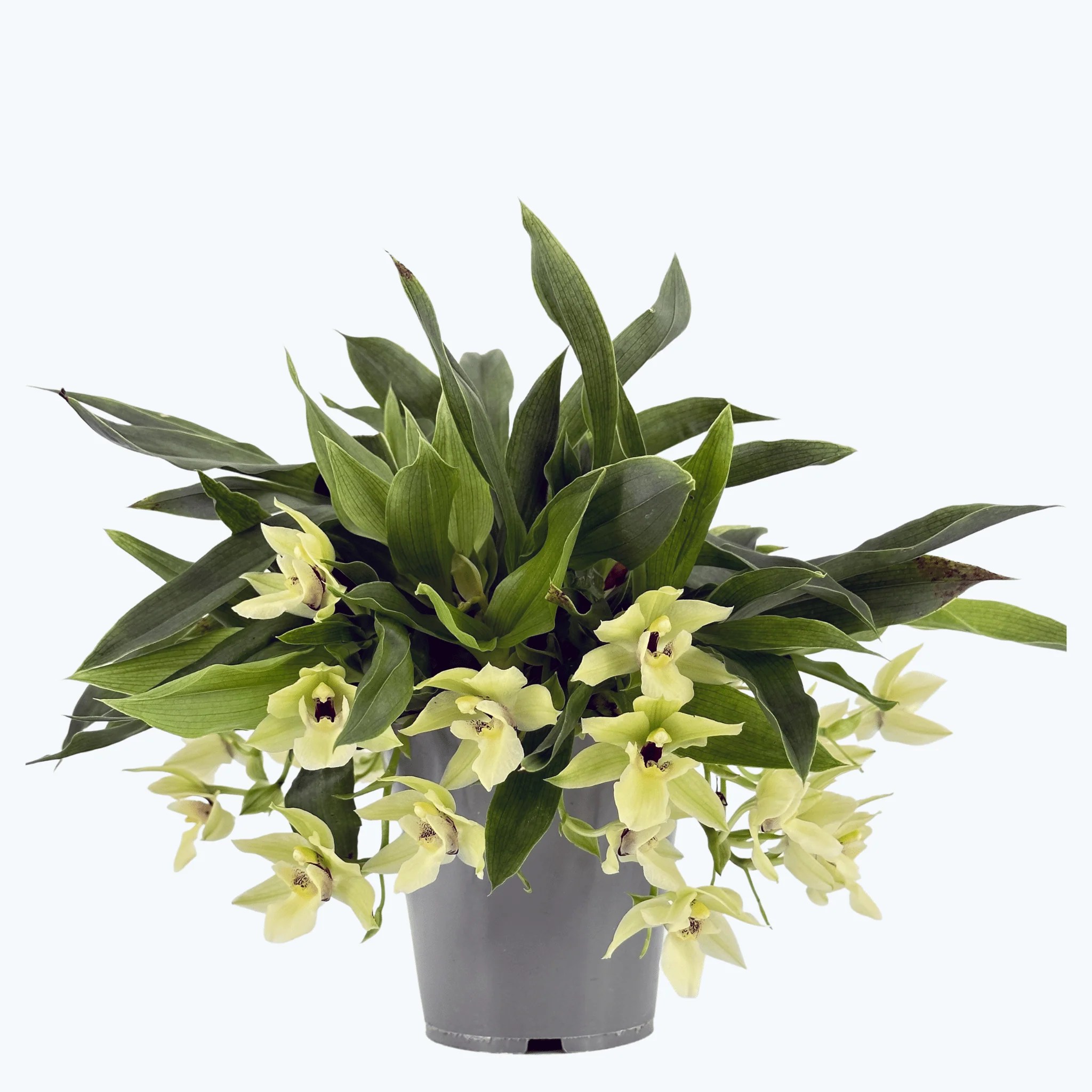 Promenaea Sunlight mit grün-weißen Blüten Promenaea Sunlight mit grün-weißen Blüten