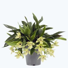 Promenaea Sunlight mit grün-weißen Blüten Promenaea Sunlight mit grün-weißen Blüten