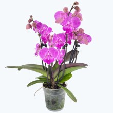 Große Two of Us Big Lip Manta Kalimantan mit pinken Blüten und 4 Rispen Große Two of Us Big Lip Manta Kalimantan mit pinken Blüten und 4 Rispen