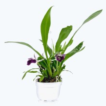 Cochleanthes im Ampeltopf in versch. Farben Cochleanthes im Ampeltopf in versch. Farben