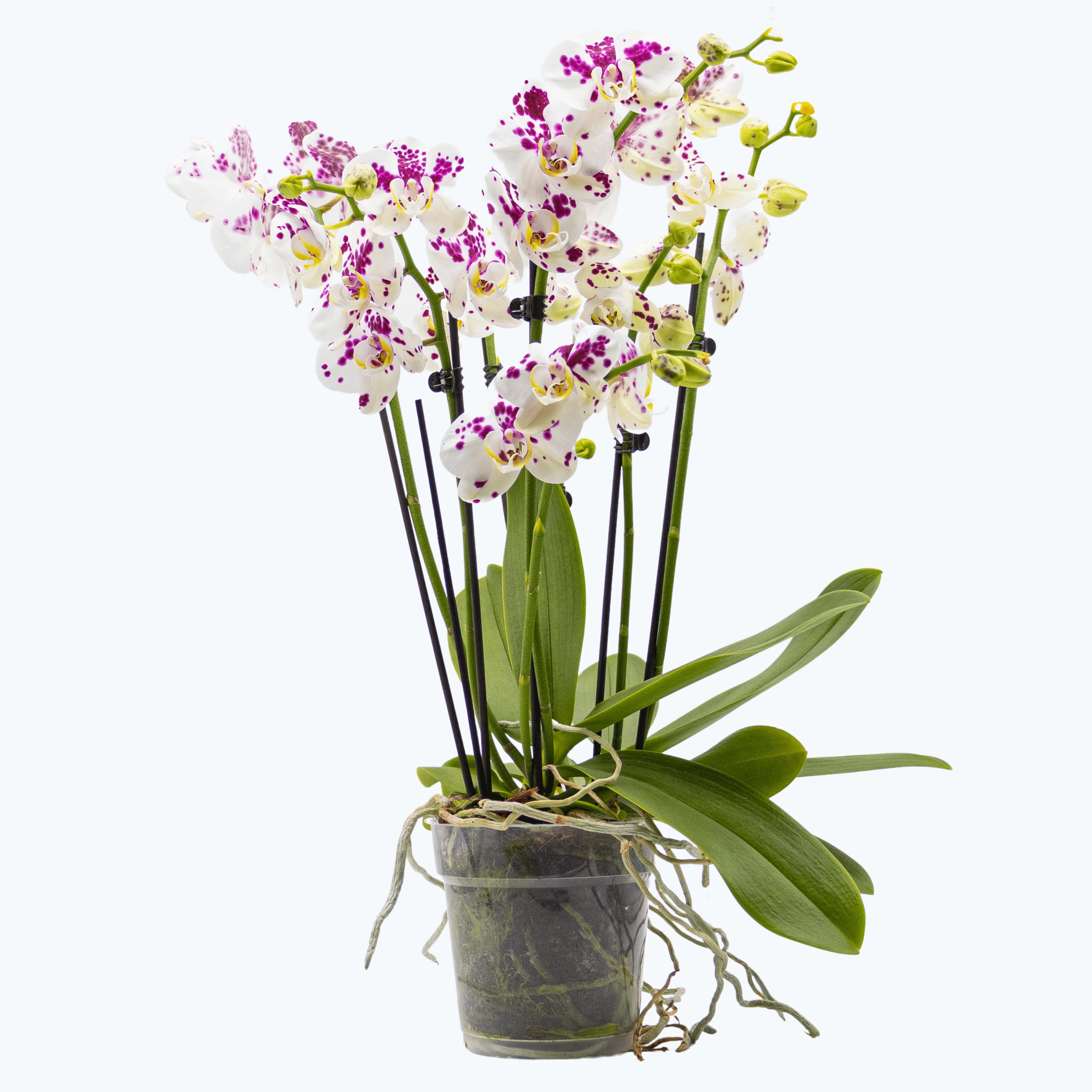 Große Two of Us Marrakesh mit gefleckten Blüten und 7+ Rispen Große Two of Us Marrakesh mit gefleckten Blüten und 7+ Rispen