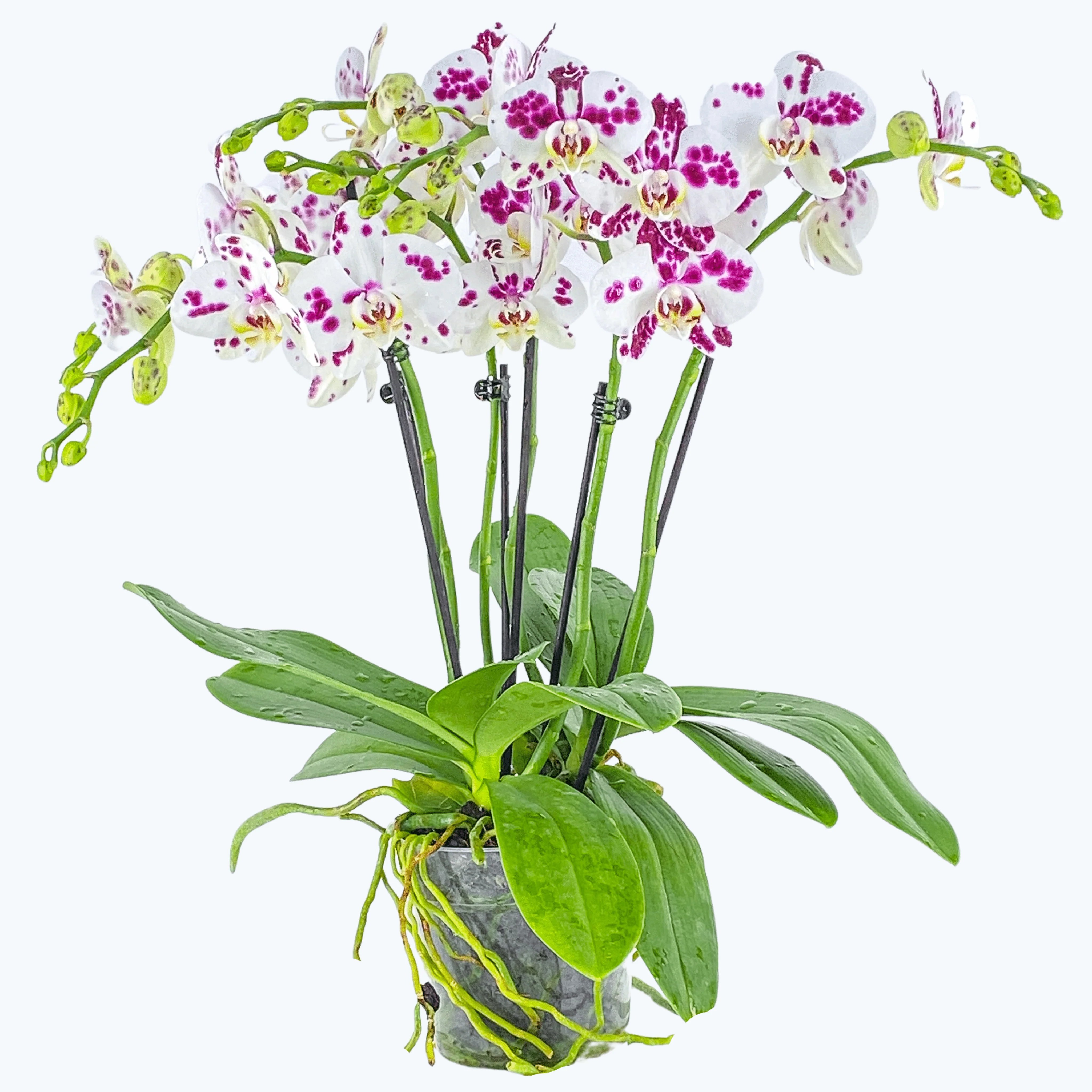 Große Two of Us Marrakesh mit gefleckten Blüten und 4 Rispen Große Two of Us Marrakesh mit gefleckten Blüten und 4 Rispen