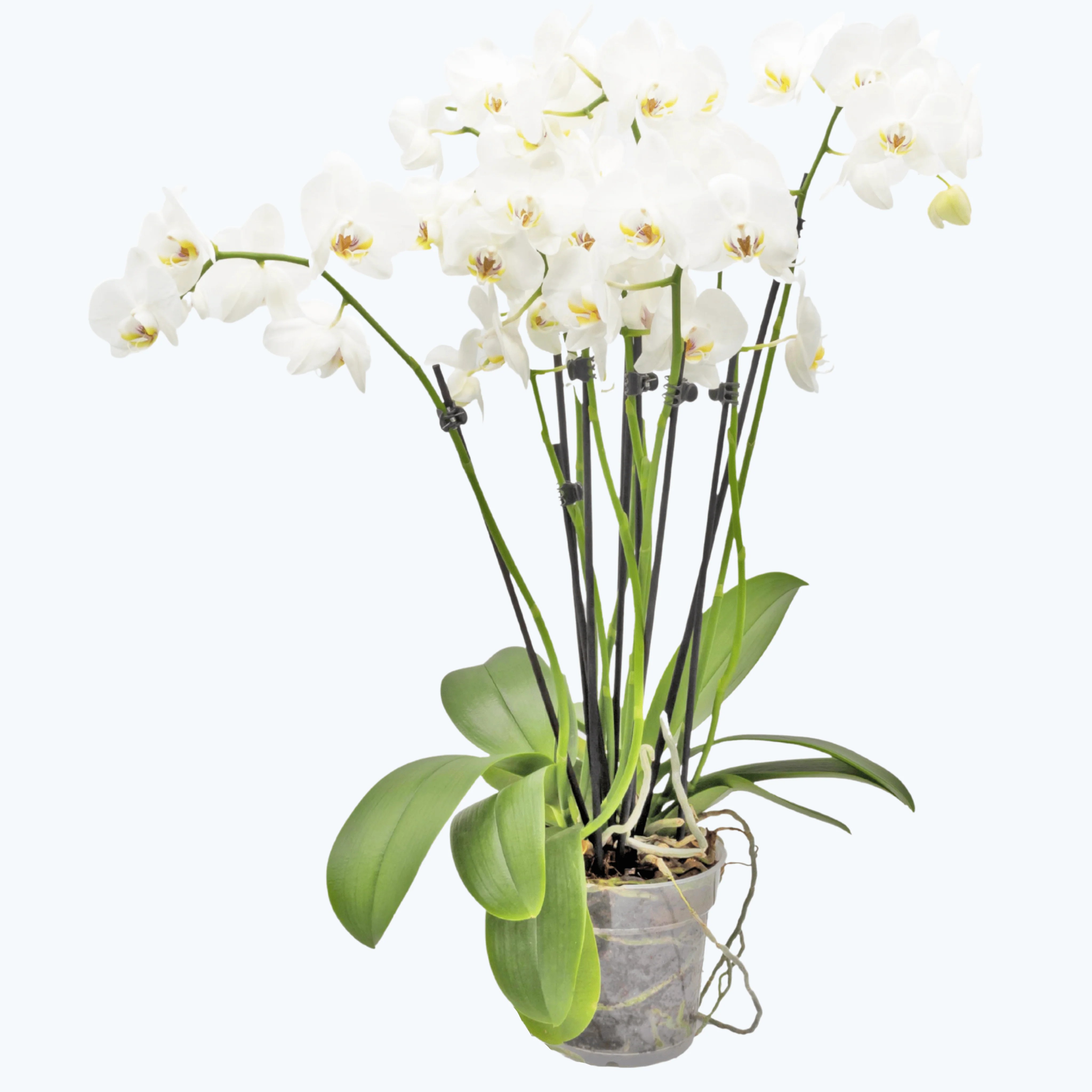 Große Two of Us Weiß mit weißen Blüten und 7 Rispen Große Two of Us Weiß mit weißen Blüten und 7 Rispen