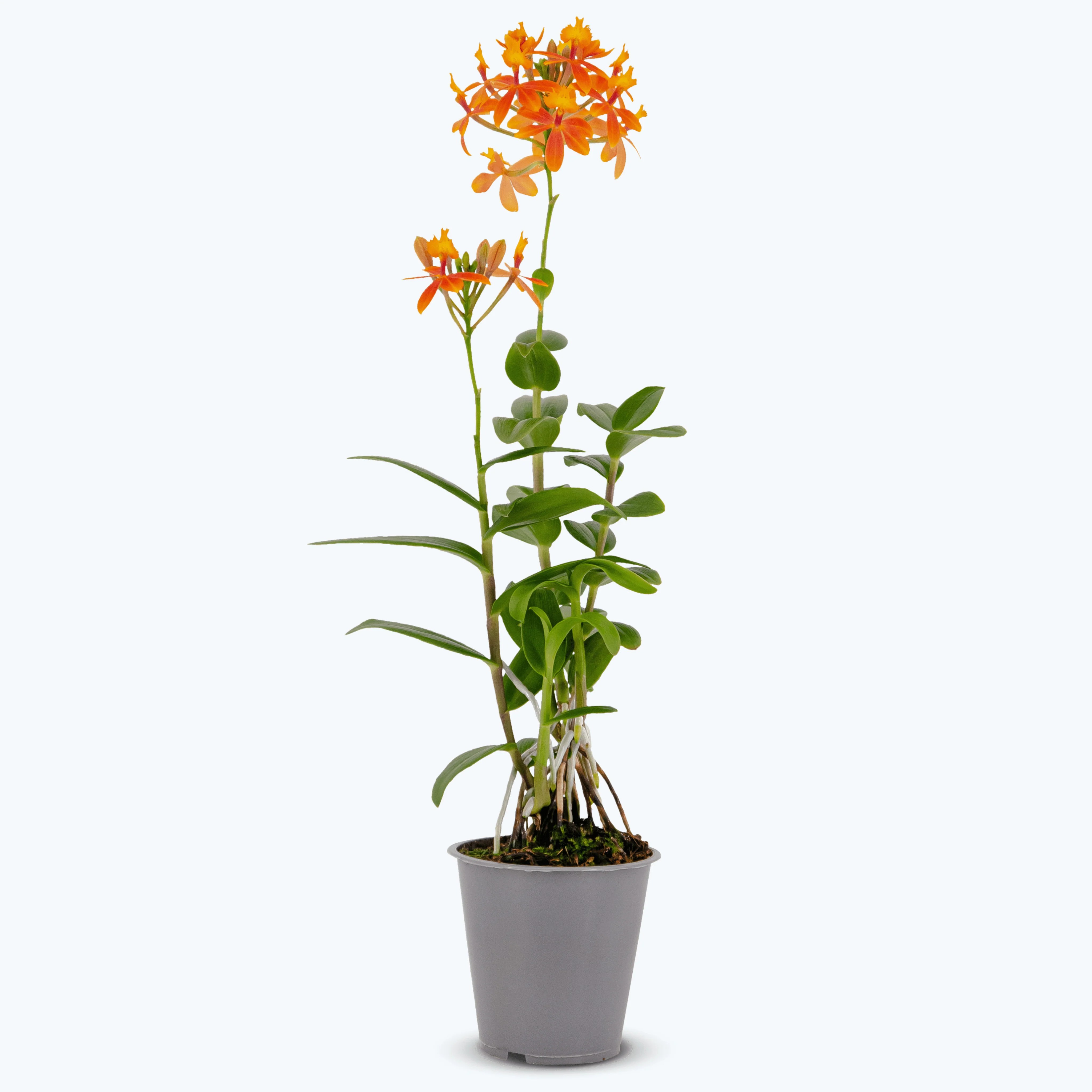 Epidendrum Nordic Fire Dauerblüher mit orange-gelben Blüten und 2+ Rispen Epidendrum Nordic Fire Dauerblüher mit orange-gelben Blüten und 2+ Rispen