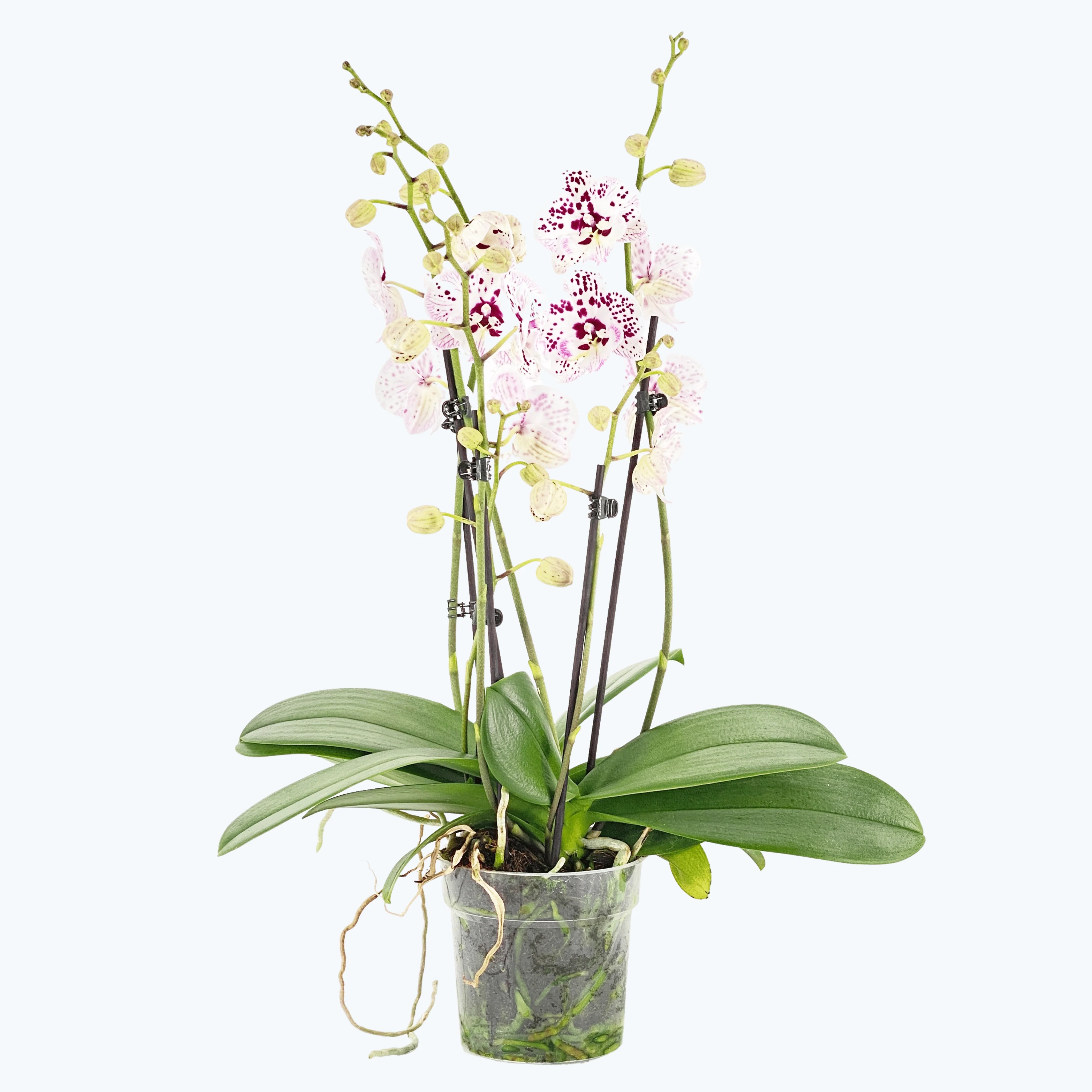 Große Two of Us Expressions mit weiß-gefleckten Blüten und 3 Rispen Große Two of Us Expressions mit weiß-gefleckten Blüten und 3 Rispen