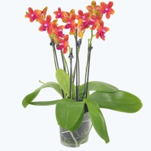 Große Two of Us Duftorchidee Bolgheri mit orangen Blüten und 5+ Rispen Große Two of Us Duftorchidee Bolgheri mit orangen Blüten und 5+ Rispen