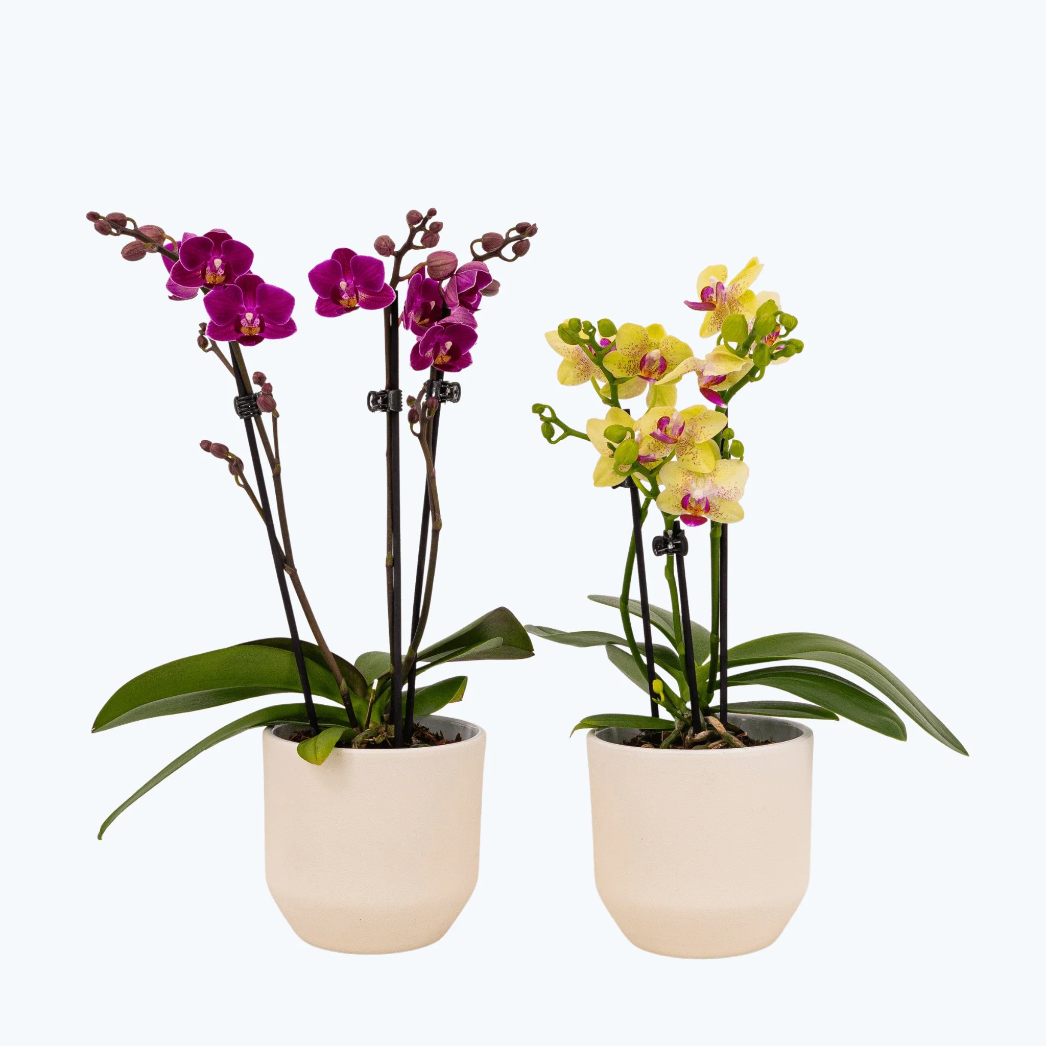 Table Dance Farbmix im 2er Set mit 3 Rispen inkl. Keramik in weiß Table Dance Farbmix im 2er Set mit 3 Rispen inkl. Keramik in weiß