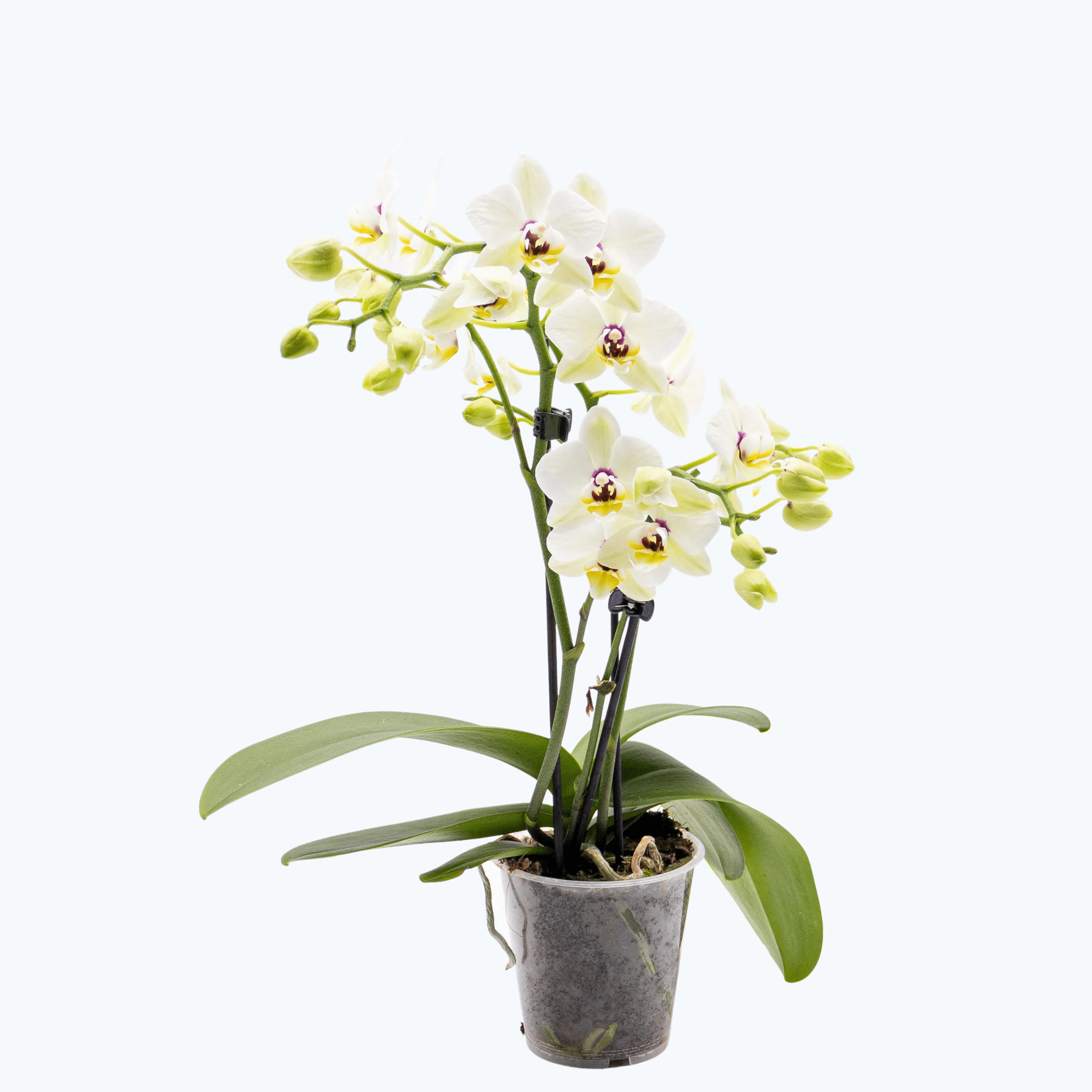 Table Dance Coco mit perlweißen Blüten und 2 Rispen Table Dance Coco mit perlweißen Blüten und 2 Rispen