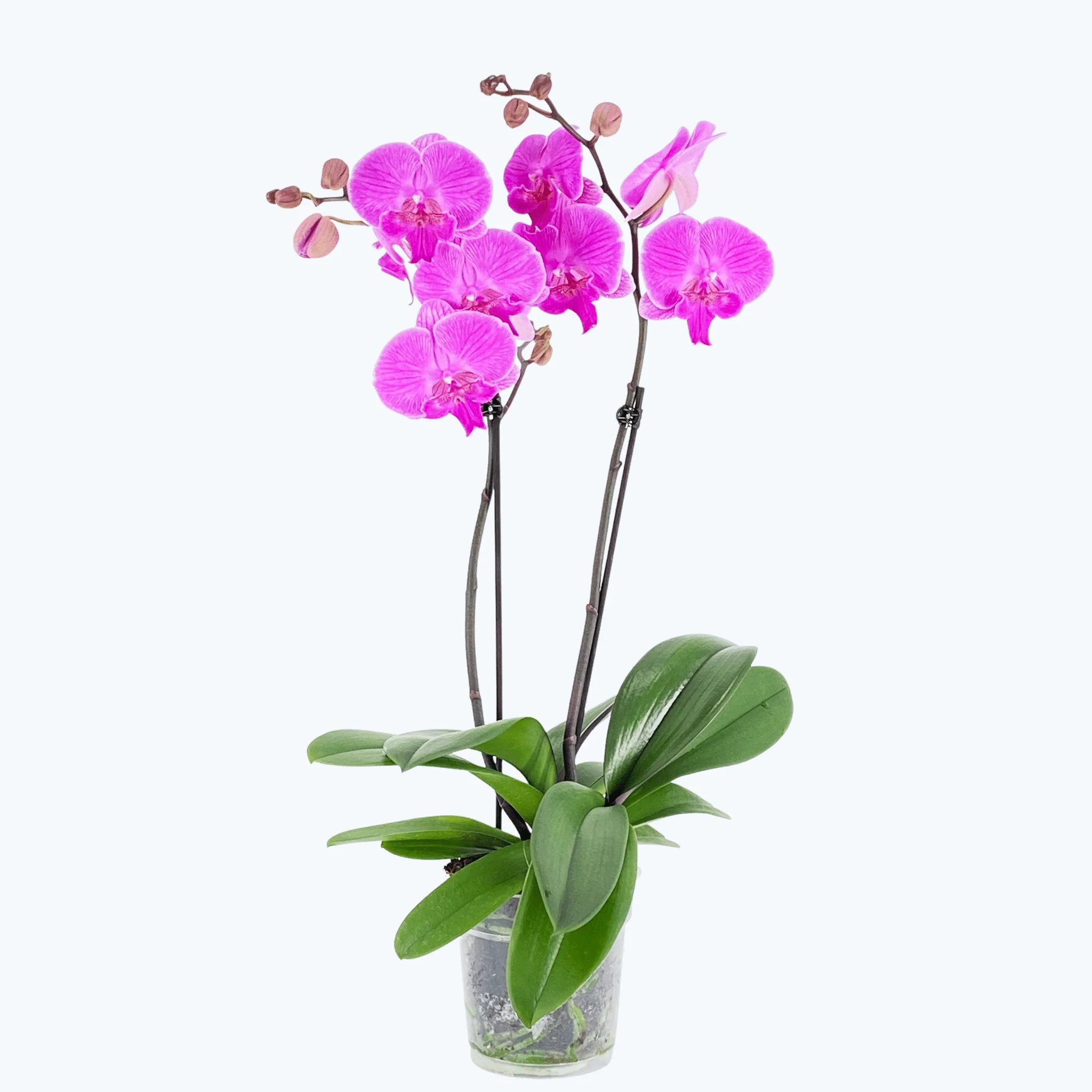 Große Two of Us Big Lip Manta Kalimantan mit großen pinken Blüten und 2 Rispen Große Two of Us Big Lip Manta Kalimantan mit großen pinken Blüten und 2 Rispen