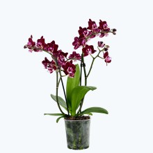 Table Dance Aliyah Black mit dunkelroten Blüten und 2+ Rispen Table Dance Aliyah Black mit dunkelroten Blüten und 2+ Rispen