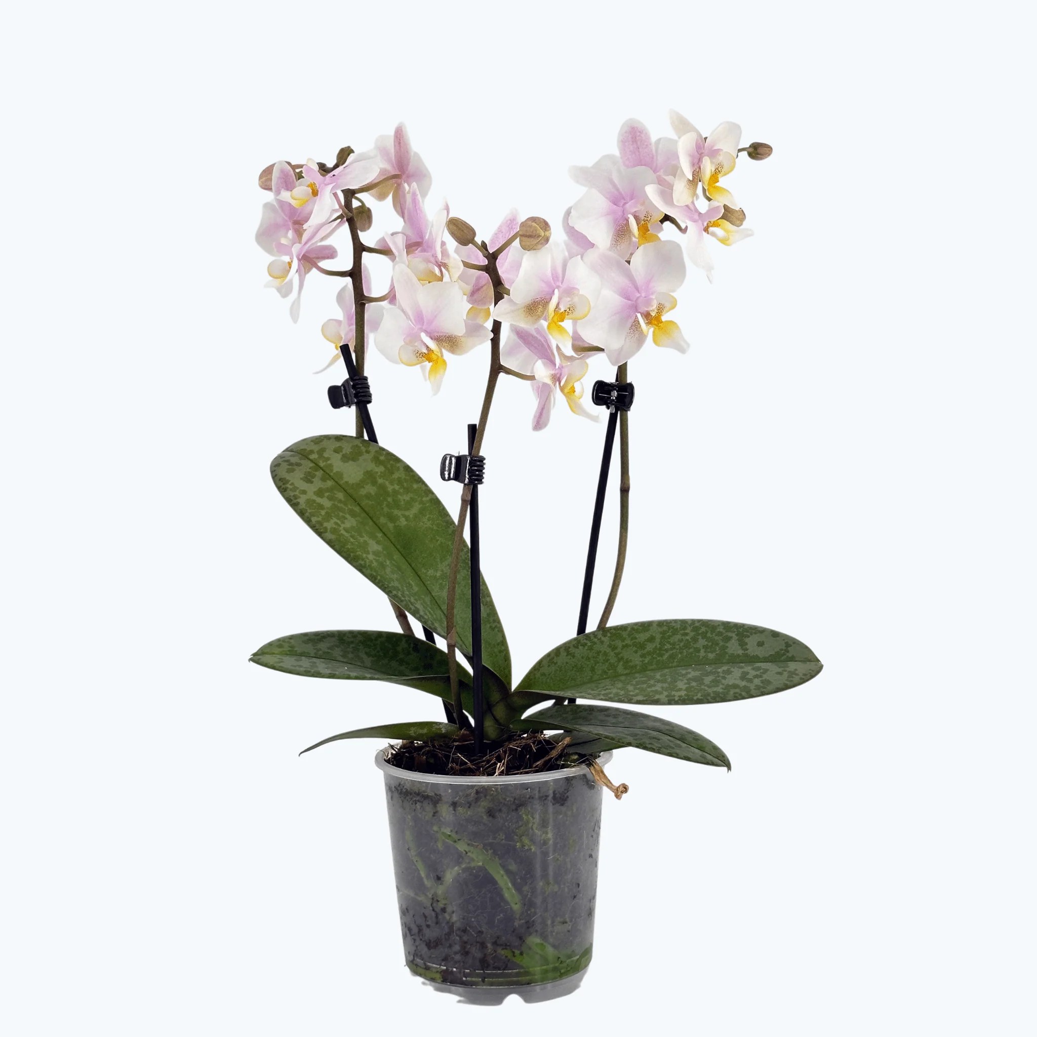 Table Dance Freckles mit weiß-gelben Blüten und 3 Rispen Table Dance Freckles mit weiß-gelben Blüten und 3 Rispen