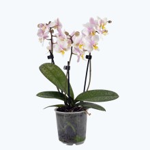 Table Dance Freckles mit weiß-gelben Blüten und 3 Rispen Table Dance Freckles mit weiß-gelben Blüten und 3 Rispen