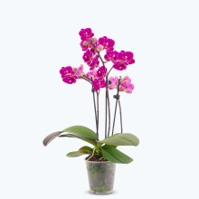 Table Dance Merida mit violetten Blüten und 2 Rispen Table Dance Merida mit violetten Blüten und 2 Rispen