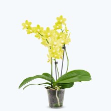 Table Dance La Paz mit gelben Blüten und 3 Rispen Table Dance La Paz mit gelben Blüten und 3 Rispen