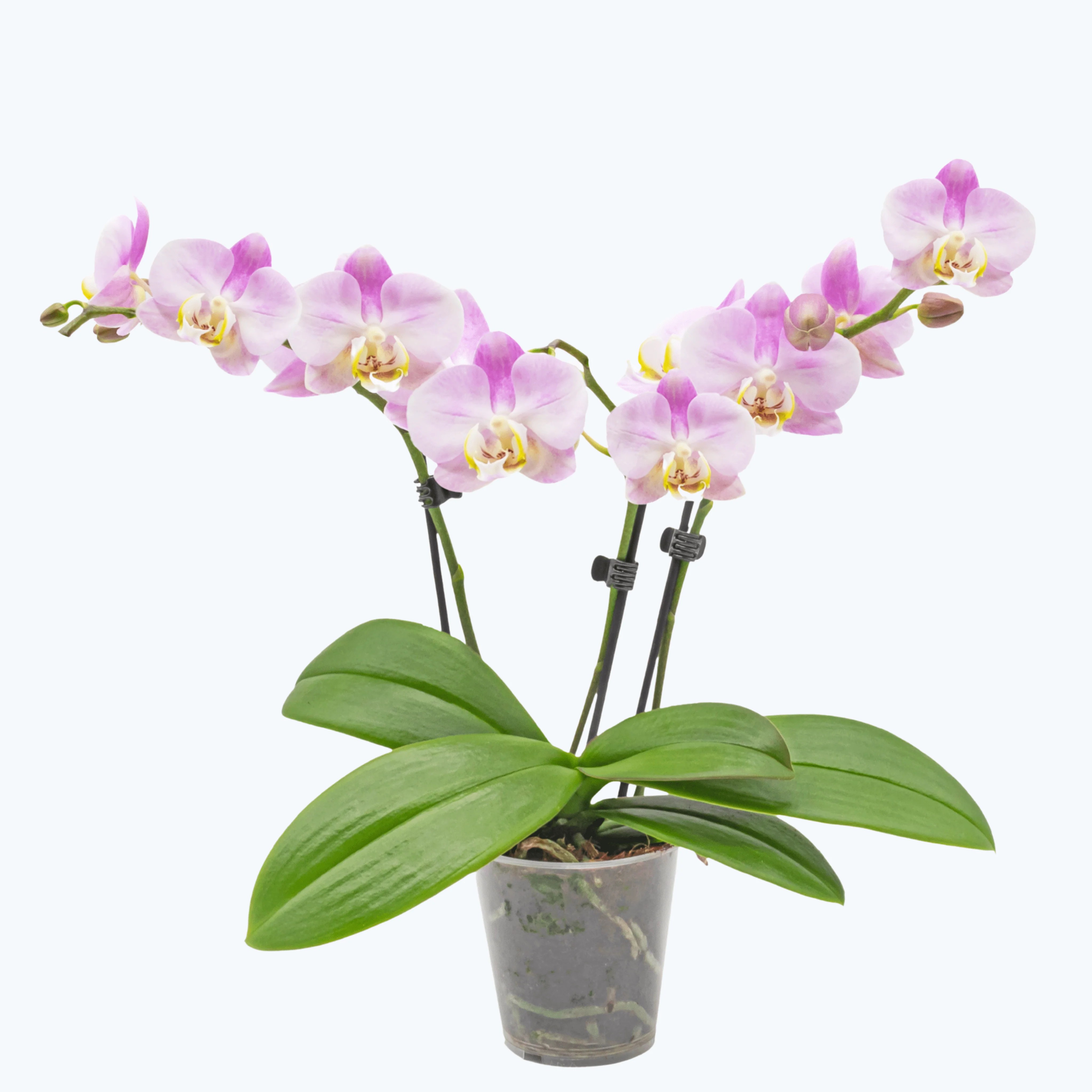 Table Dance Angel Eyes mit hellrosa Blüten und 2 Rispen Table Dance Angel Eyes mit hellrosa Blüten und 2 Rispen