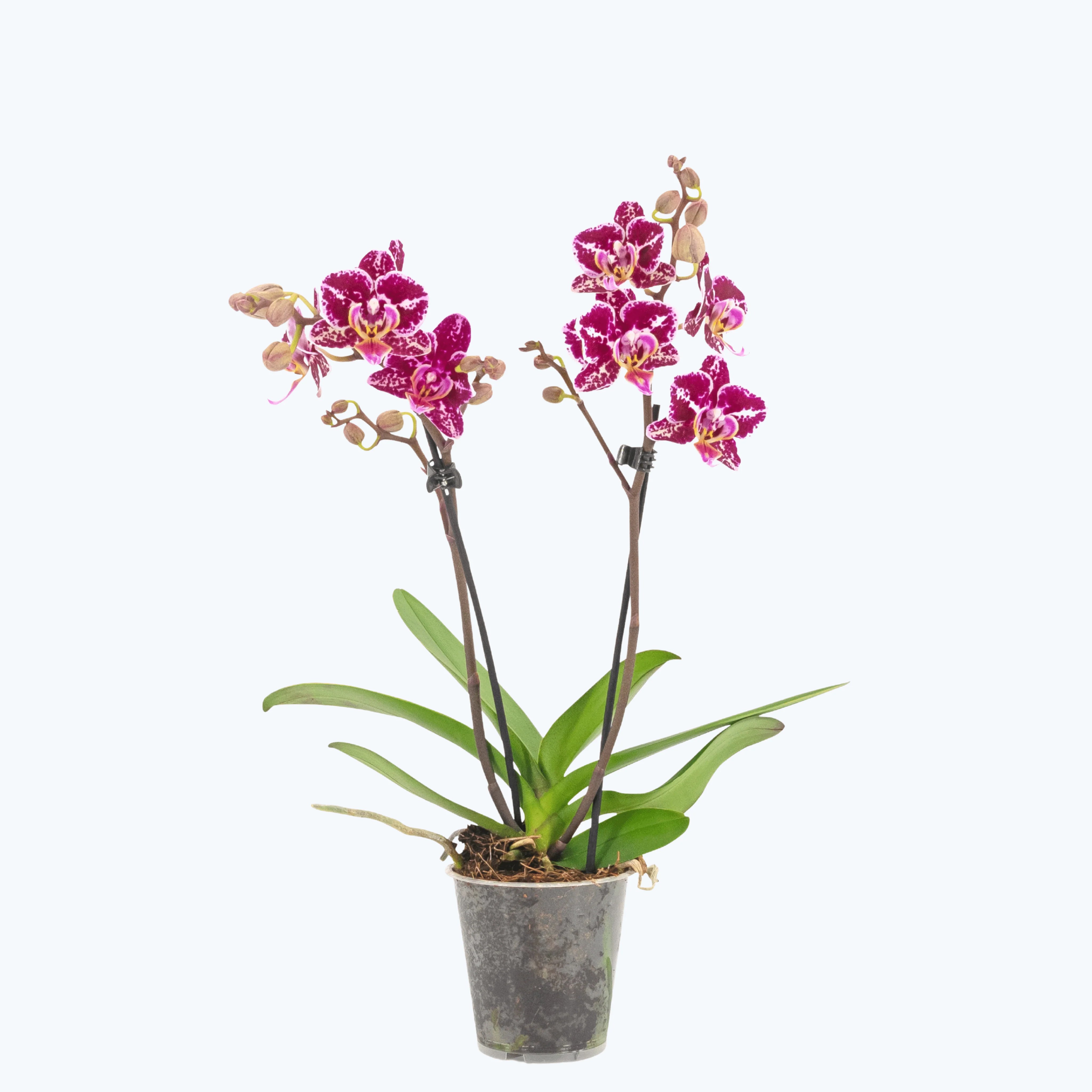 Table Dance Selina mit lila-rosa Blüten und 2 Rispen Table Dance Selina mit lila-rosa Blüten und 2 Rispen