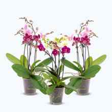 Cocktail Orchideen im 3er Set mit 3+ Rispen Cocktail Orchideen im 3er Set mit 3+ Rispen