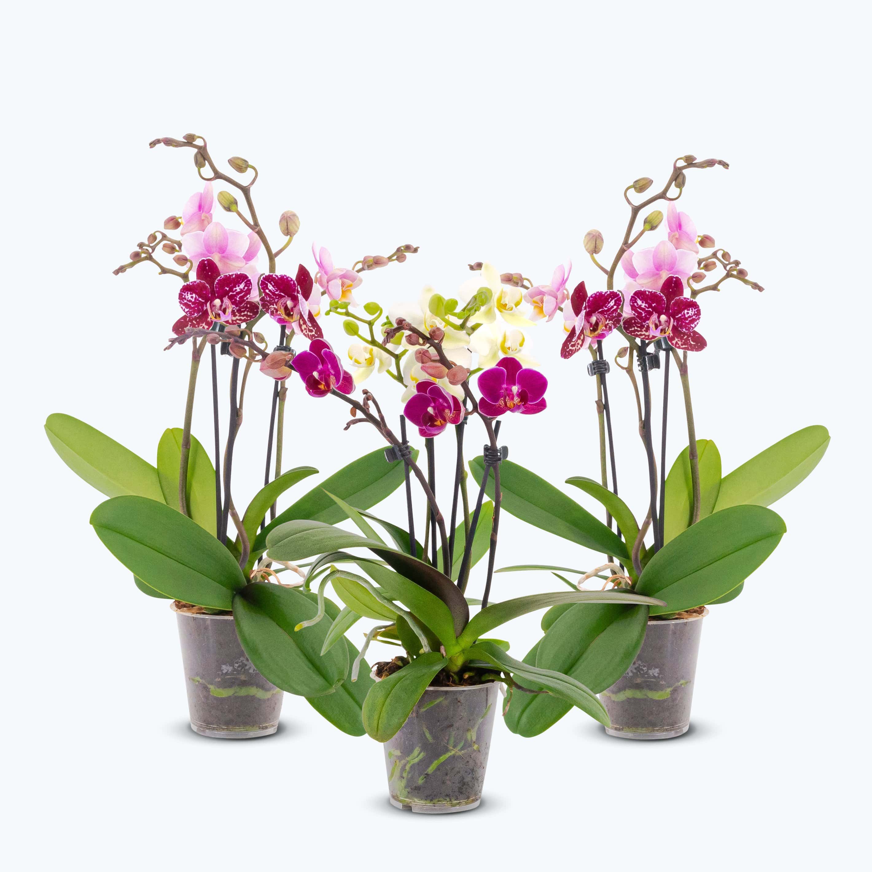 Cocktail Orchideen im 3er Set mit 3+ Rispen Cocktail Orchideen im 3er Set mit 3+ Rispen