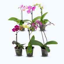 Table Dance Farbmix im 6er Set mit 1 Rispe Table Dance Farbmix im 6er Set mit 1 Rispe