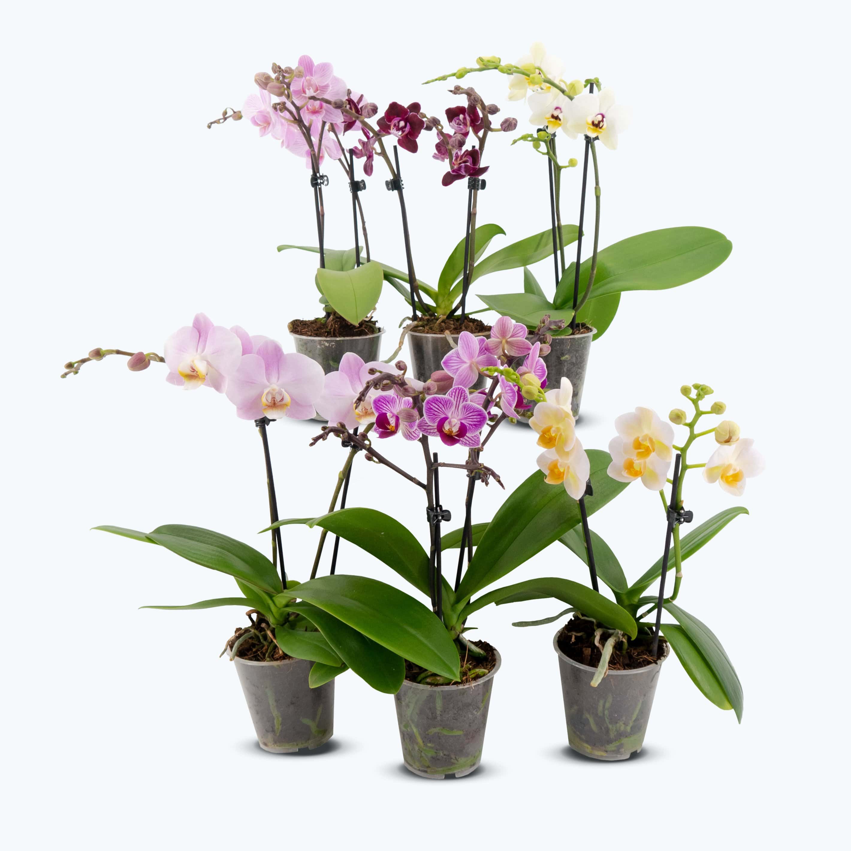 Table Dance Farbmix im 6er Set mit 2 Rispen Table Dance Farbmix im 6er Set mit 2 Rispen