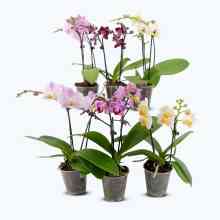 Table Dance Farbmix im 6er Set mit 2 Rispen Table Dance Farbmix im 6er Set mit 2 Rispen