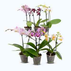 Table Dance Farbmix im 6er Set mit 2 Rispen Table Dance Farbmix im 6er Set mit 2 Rispen