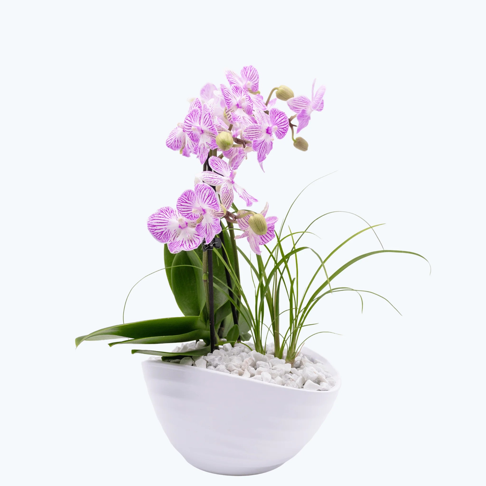 DIY-Set Orchideen-Schale zum Selbstbepflanzen DIY-Set Orchideen-Schale zum Selbstbepflanzen
