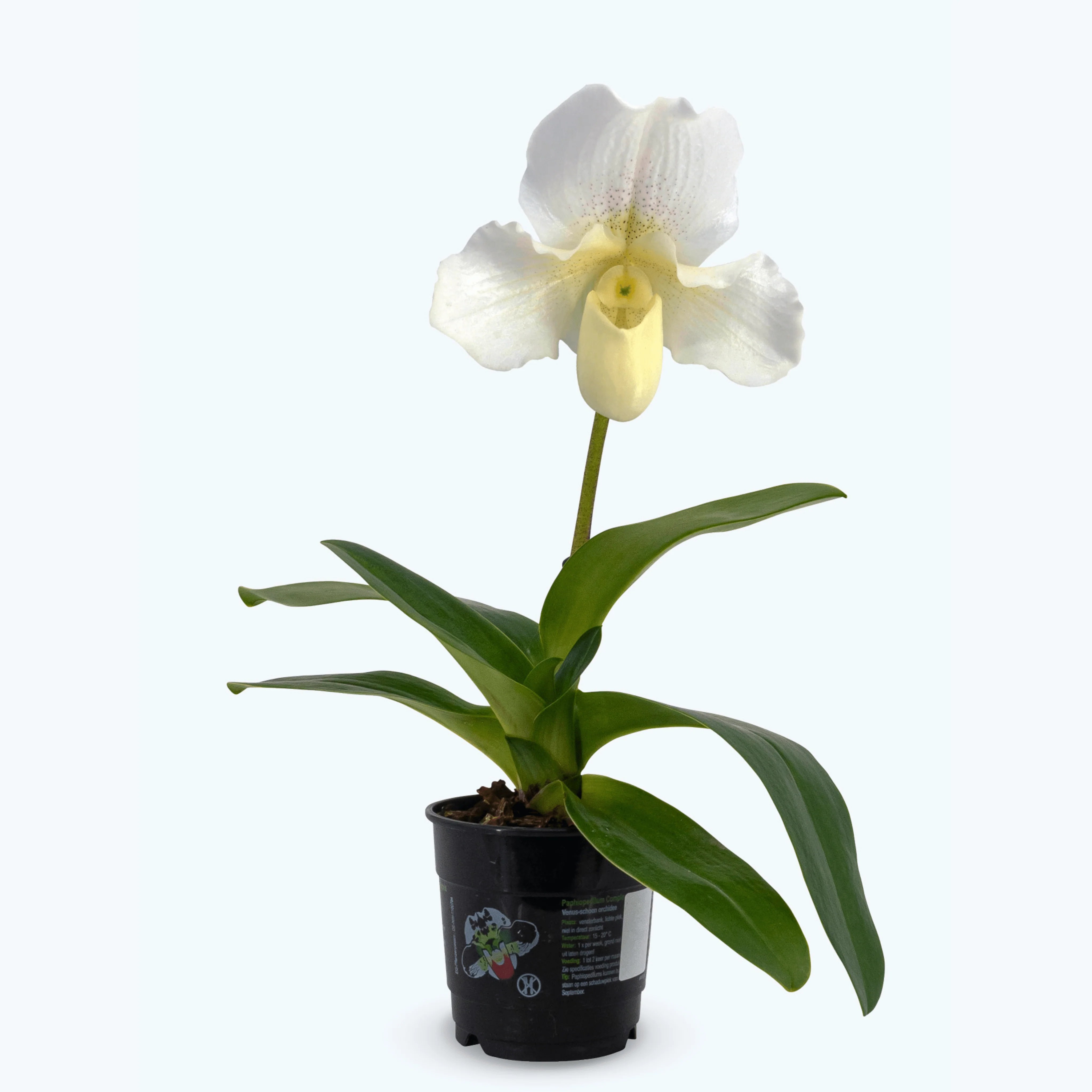 Frauenschuh Paphiopedilum White Lady mit weißen Blüten und 1 Rispe Frauenschuh Paphiopedilum White Lady mit weißen Blüten und 1 Rispe