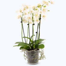 Große Two of Us Weiß mit weißen Blüten und 4+ Rispen Große Two of Us Weiß mit weißen Blüten und 4+ Rispen