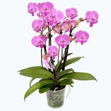 Große Two of Us Big Lip Manta Kalimantan mit pinken Blüten und 3+ Rispen Große Two of Us Big Lip Manta Kalimantan mit pinken Blüten und 3+ Rispen