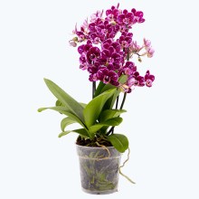 Große Two of Us Coco Purple Rain mit lila-gefleckten Blüten und 3 Rispen Große Two of Us Coco Purple Rain mit lila-gefleckten Blüten und 3 Rispen