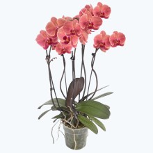 Große Two of Us Narbonne mit terracottafarbenen Blüten und 3+ Rispen Große Two of Us Narbonne mit terracottafarbenen Blüten und 3+ Rispen