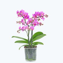 Table Dance Salta mit lila-gestreiften Blüten und 3 Rispen Table Dance Salta mit lila-gestreiften Blüten und 3 Rispen